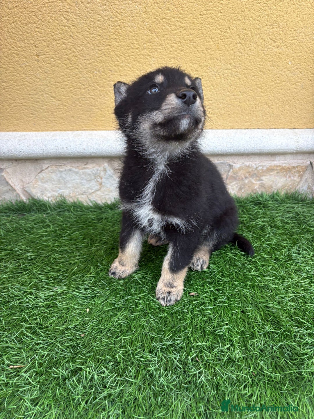 Perro Lobo de Saarloos perros en venta: Perro Lobo Ibérico macho  - Anuncio 9