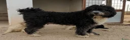 Perro de Agua Español perros en venta: Preciosos cachorros de Perro de Agua - Anuncio 20