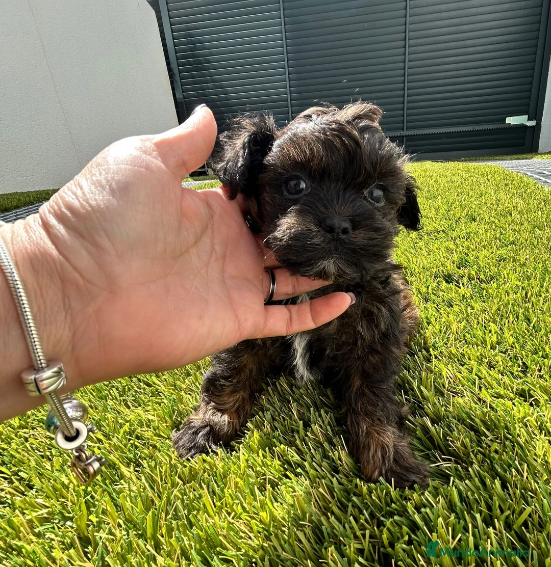 Maltipoo perros en venta: Maltipoo mini - Anuncio 2