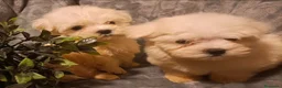 Bichón Maltés perros en venta: Bichon maltés macho - Anuncio 4