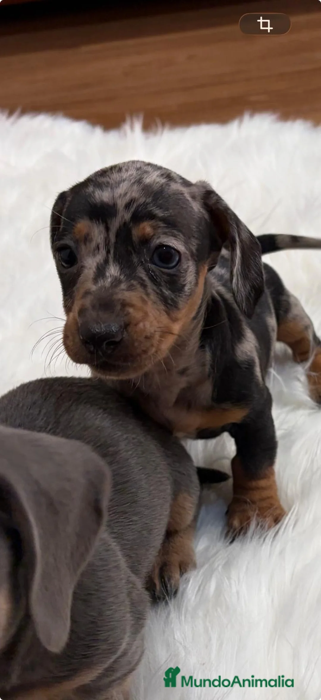 Teckel perros en venta: Teckel - Anuncio 1