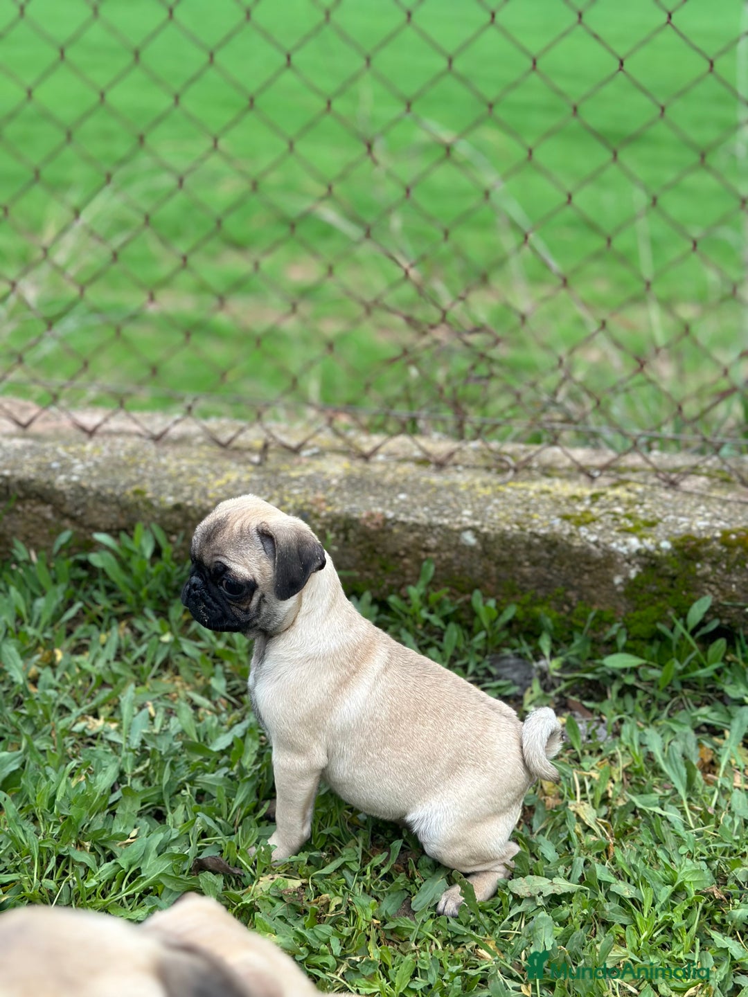 Carlino - Pug perros en venta: CARLINO PUG ARENA MACHO DISPONIBLE en Barcelona - Imagen 5
