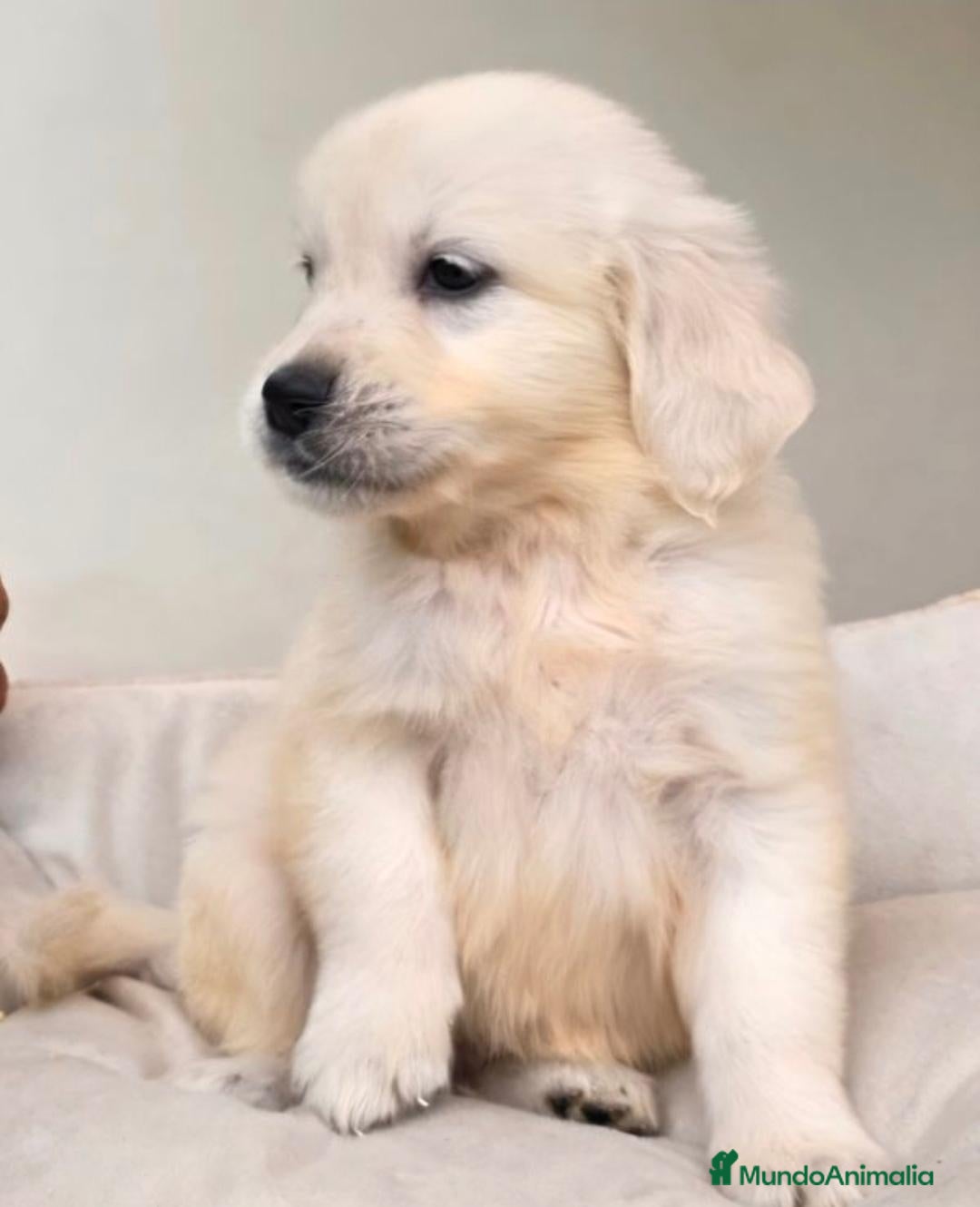Golden Retriever perros GOLDEN RETRIEVER EN CATALUÑA  - Anuncio 1