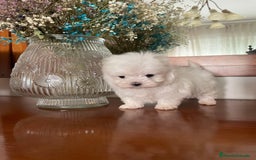 Bichón Maltés perros en venta: Bichon Maltés de caramelo  - Imagen 5