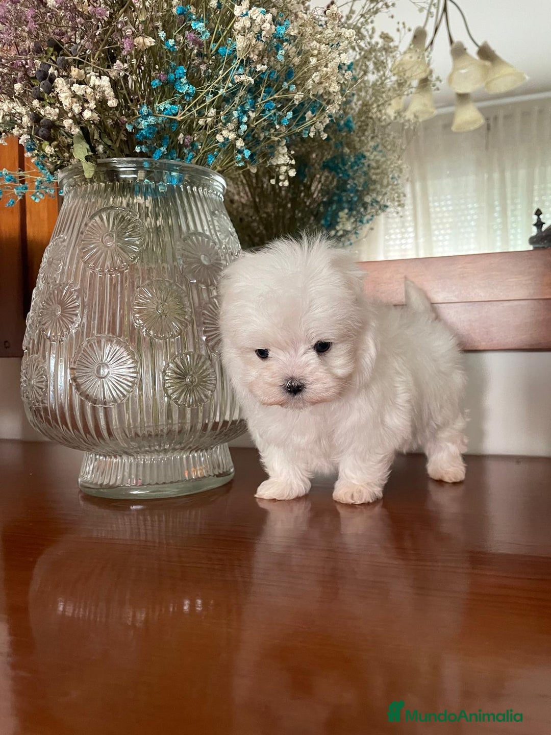 Bichón Maltés perros en venta: Bichon Maltés de caramelo  - Imagen 5