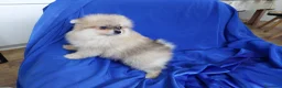 Pomerania perros en venta: LULU POMERANIA EXCLUSIVO  - Anuncio 3