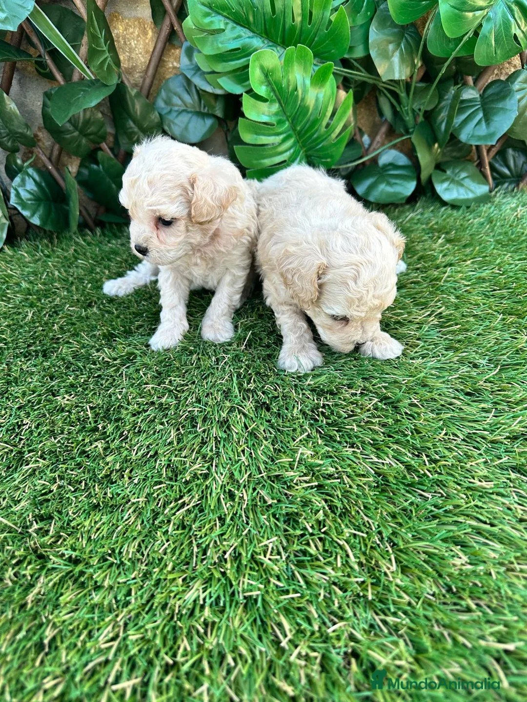 Caniche Toy perros en venta: Preciosa camada raza Caniche Toy  en Granada - Anuncio 2