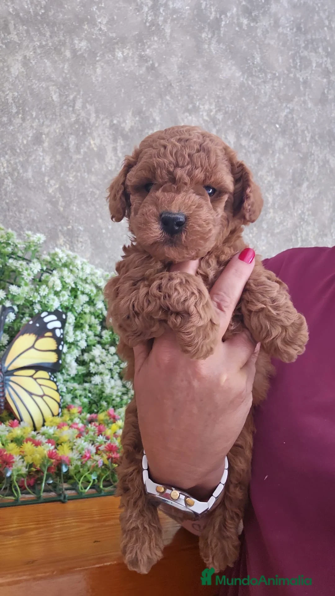 Caniche Toy perros en venta: CAMADA DE CANICHE TOY  - Anuncio 1