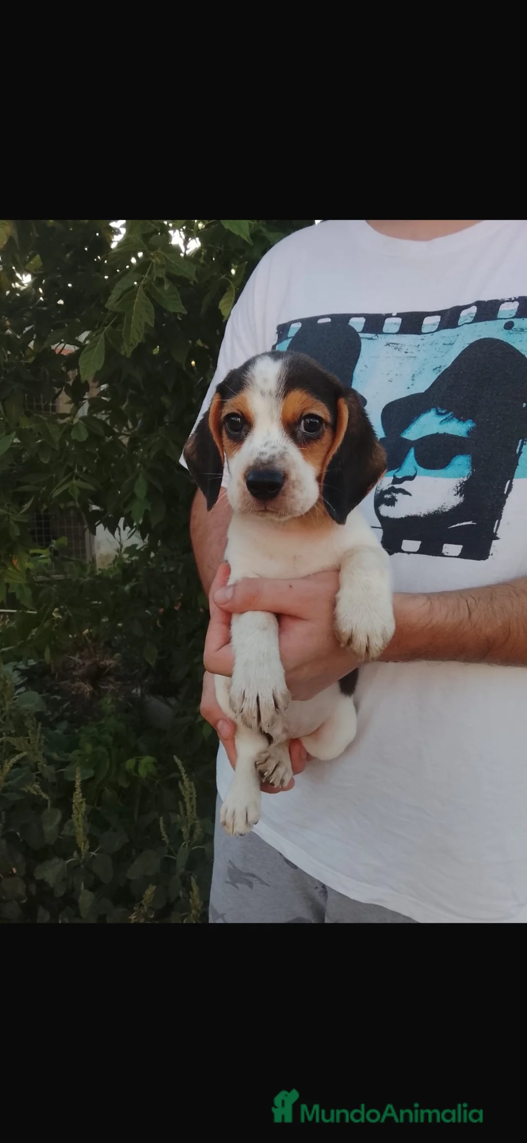 Beagle perros en venta: Cachorros beagle disponible 🐶🐾 en Badajoz - Anuncio 2