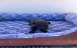Whippet perros en venta: Whippet blue  - Imagen 13