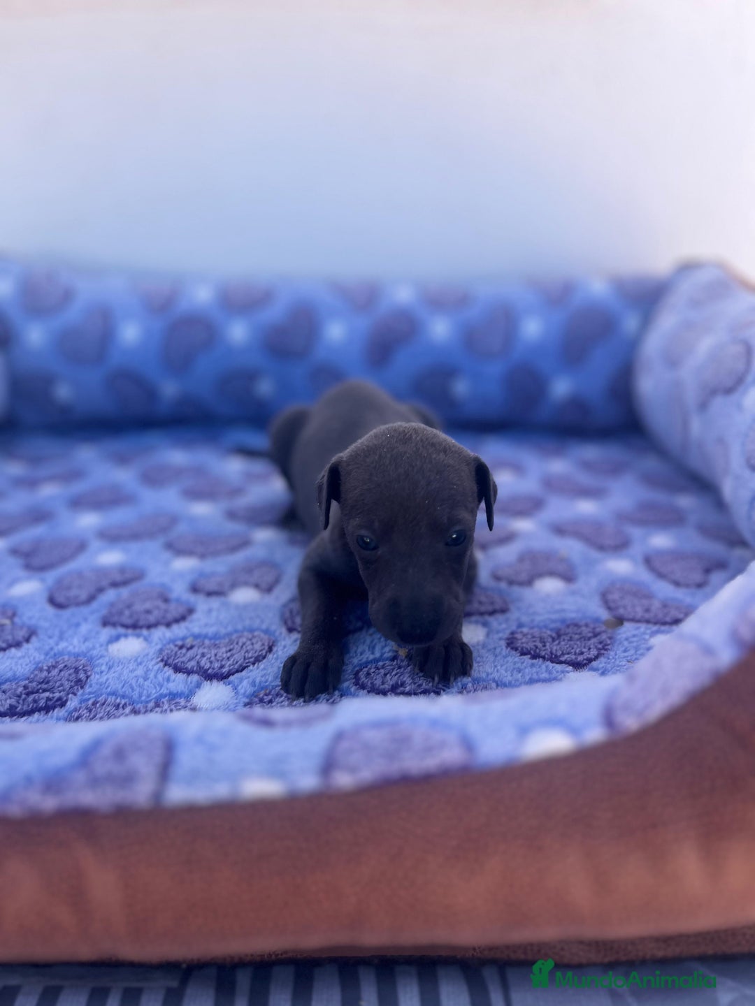 Whippet perros en venta: Whippet blue  - Imagen 13