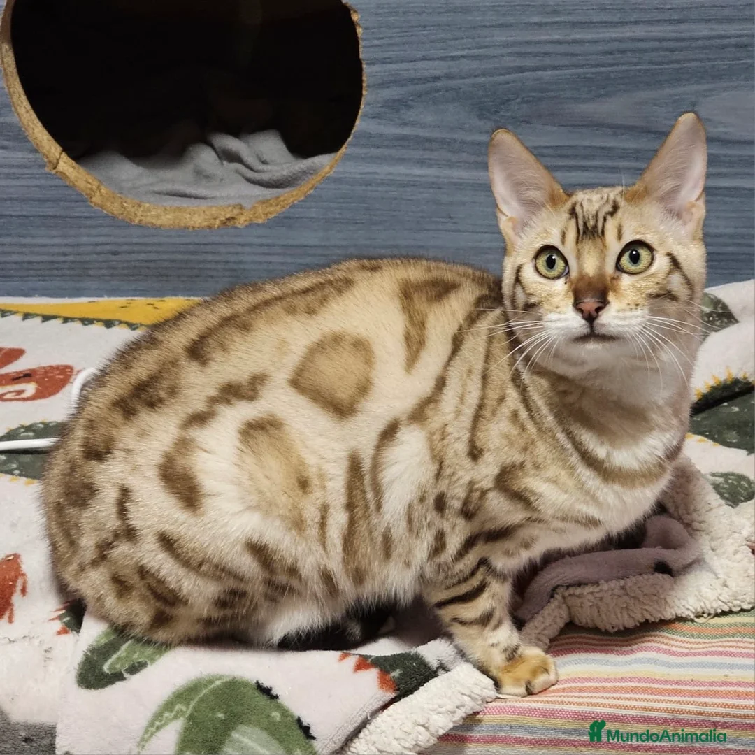 Bengalí gatos en venta: Bengalí Snow Mink - Anuncio 4