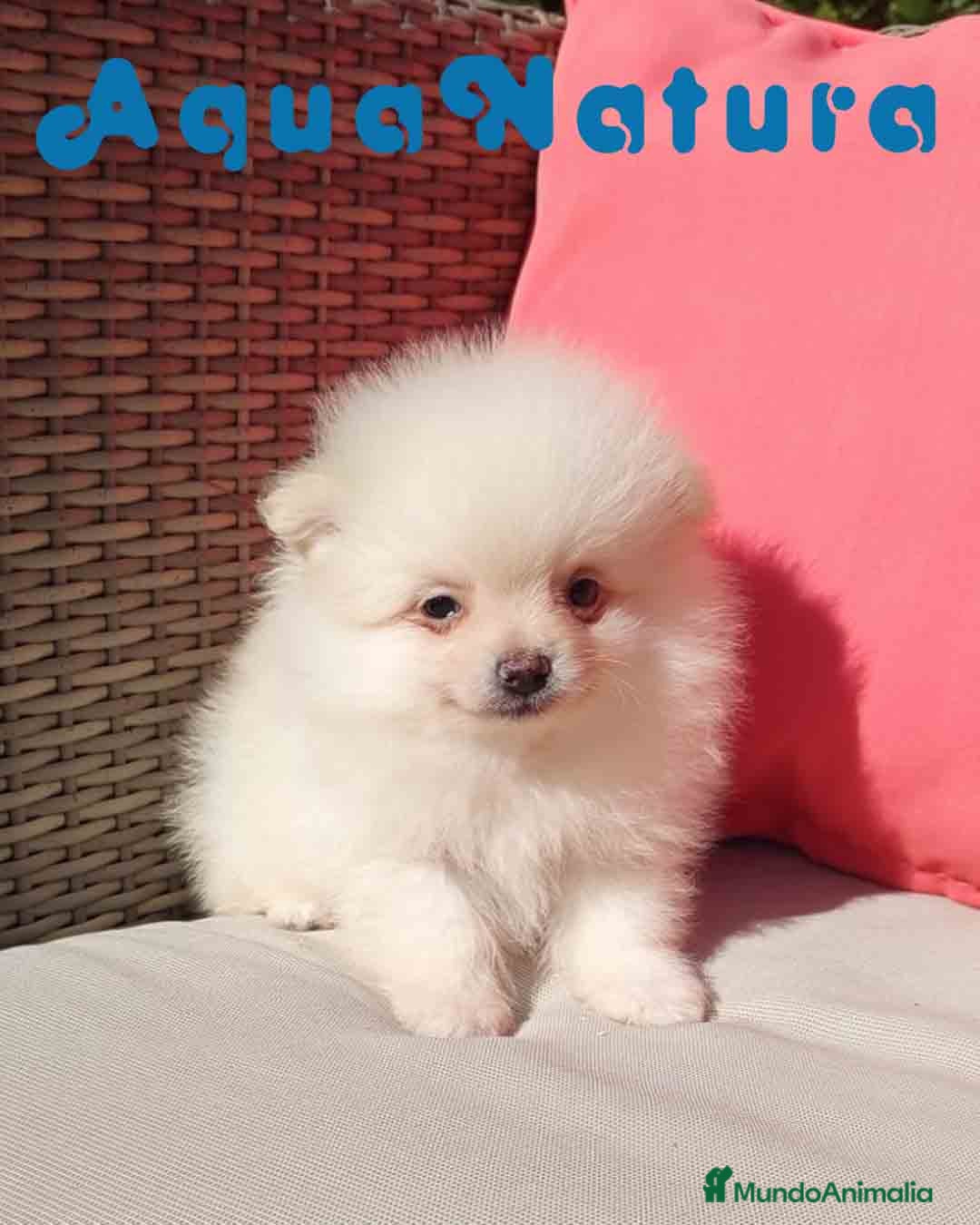 Pomerania perros  Pomerania Macho de Grana y Pompom 1881 AQUANATURA - Anuncio 1