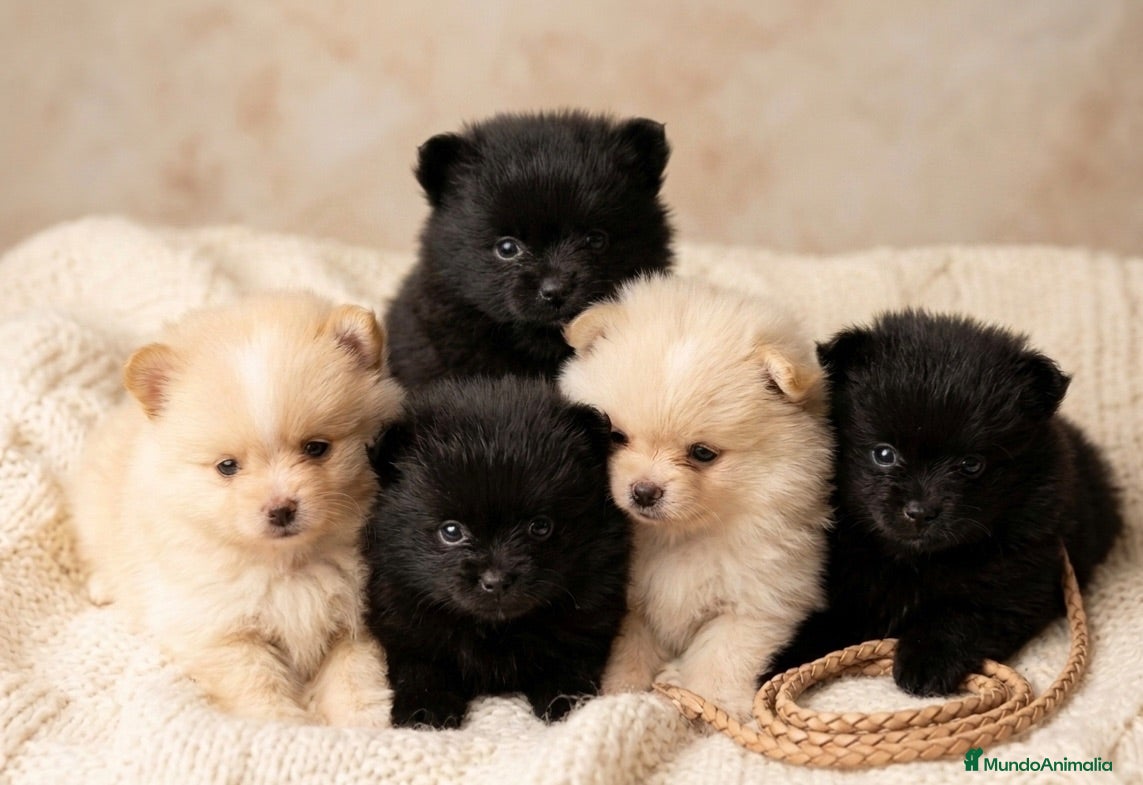 Pomerania perros Lulù pomerania - Anuncio 2