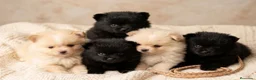 Pomerania perros en venta: Lulù pomerania - Anuncio 1