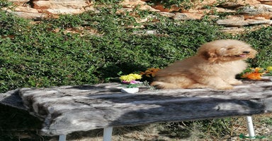 Caniche Enano perros - Anuncio 5