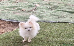 Pomerania perros en venta: Preciosa pomerania micro/toy hembra - Imagen 1