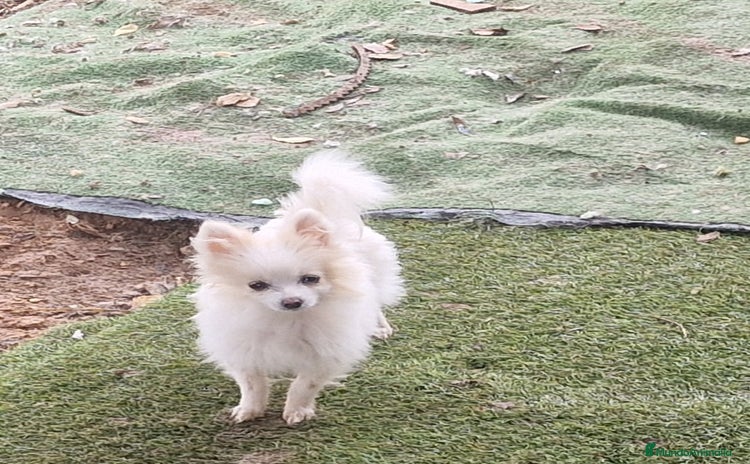 Pomerania perros - Anuncio 3