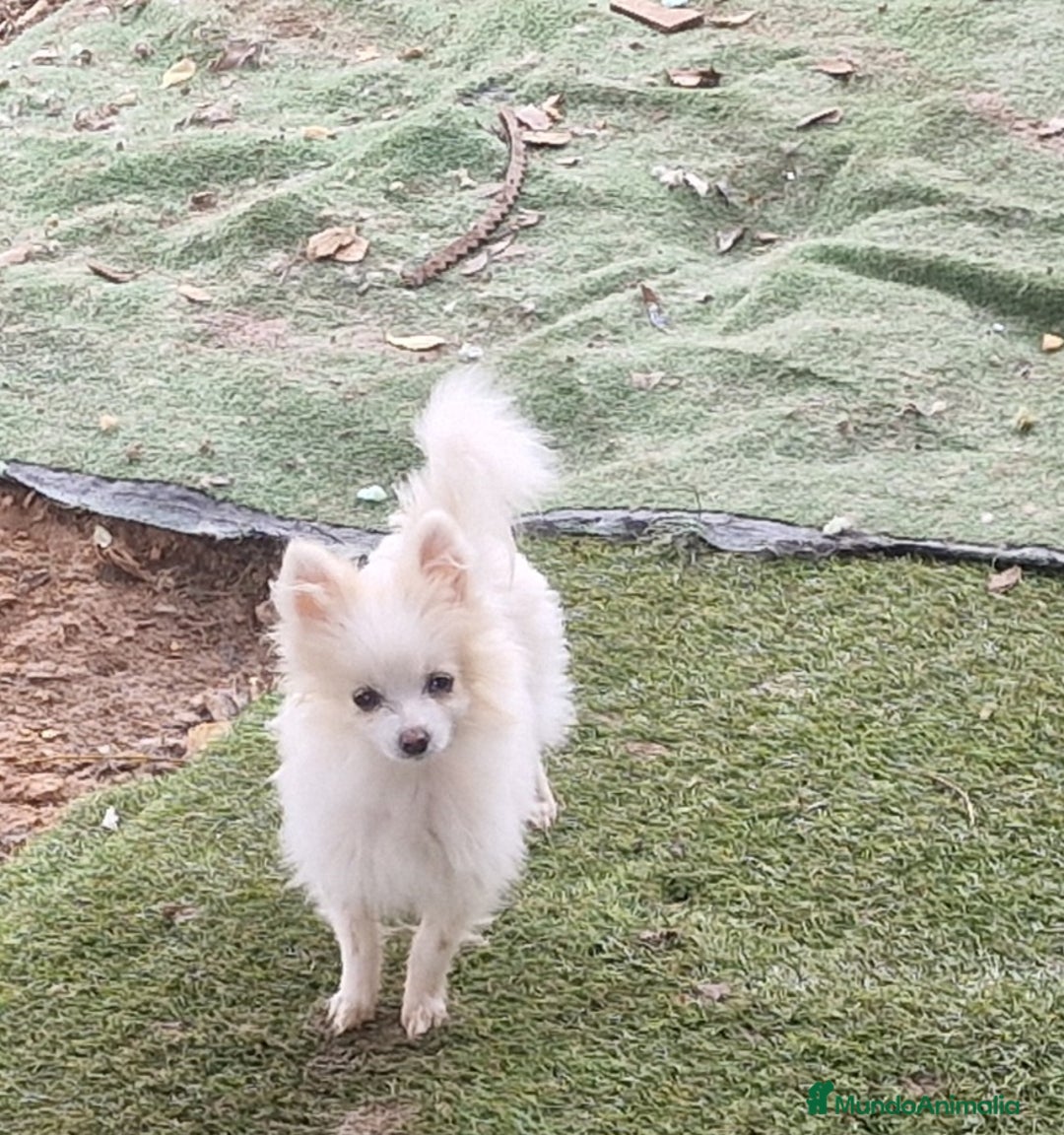 Pomerania perros en venta: Preciosa pomerania micro/toy hembra - Imagen 1