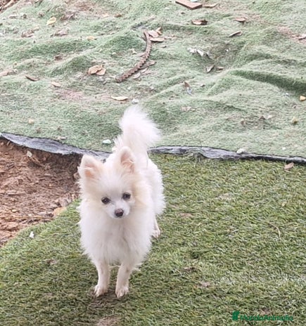 Pomerania perros - Anuncio 11