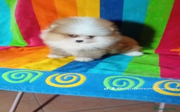 Pomerania perros en venta: Pomerania ositos exóticos 🩵🩵🩵 - Imagen 5