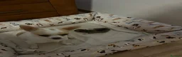 Chihuahua perros en venta: Chihuahua  - Anuncio 2