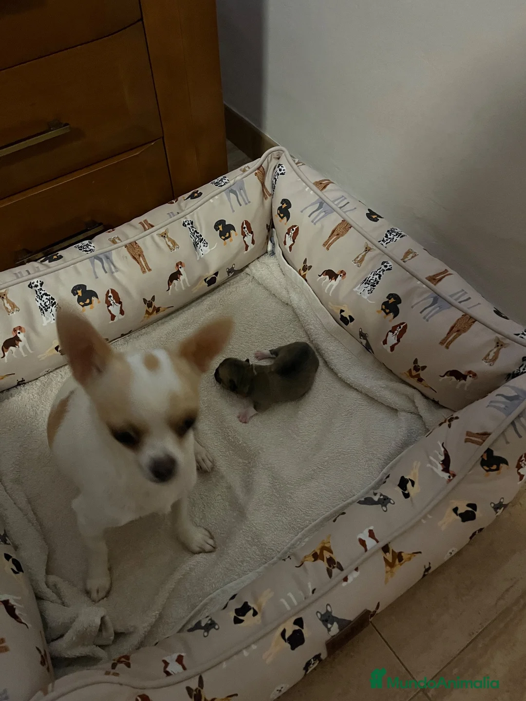 Chihuahua perros en venta: Chihuahua  - Anuncio 2