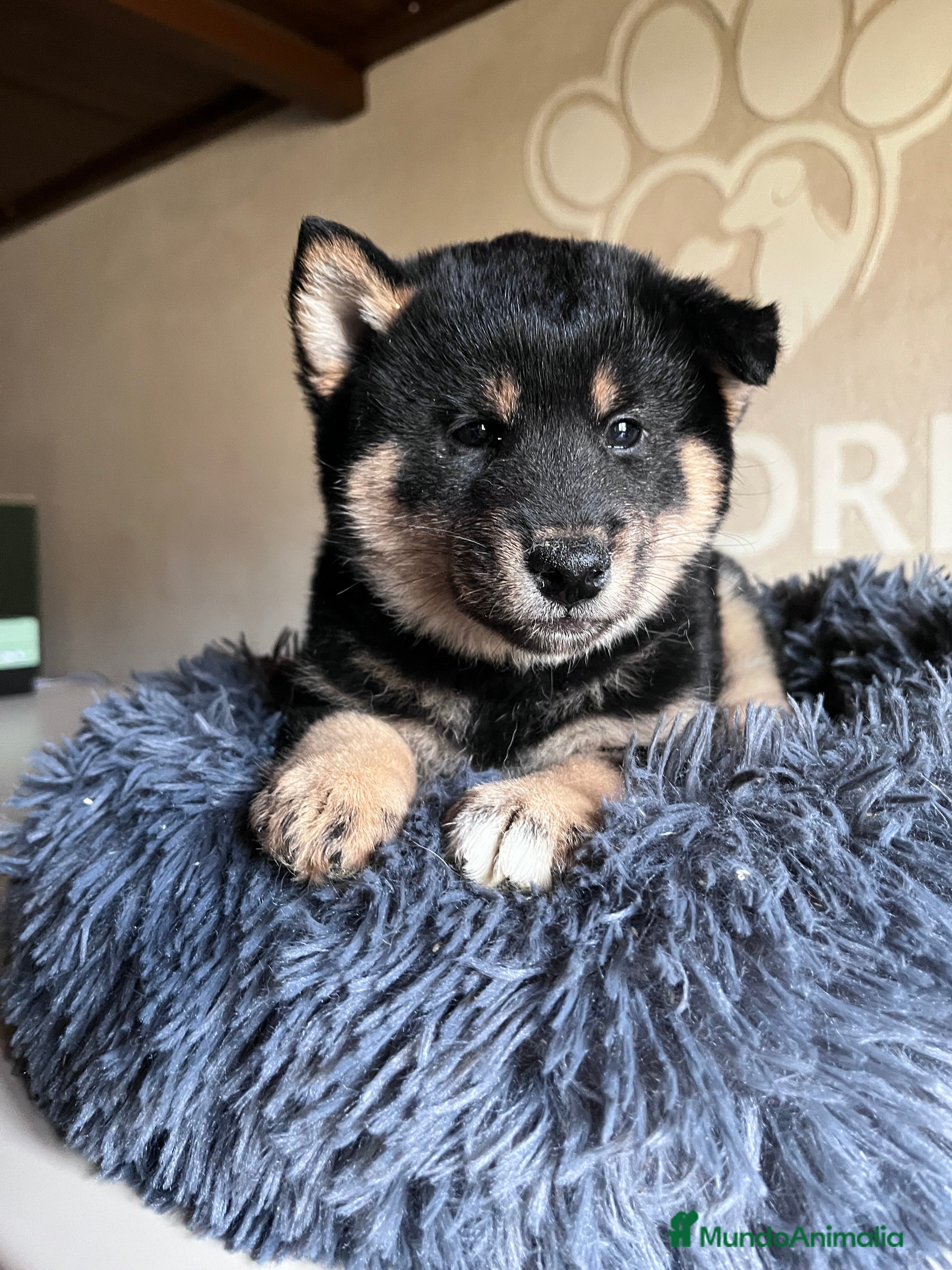 Shiba Inu perros Shiba inu  - Anuncio 1