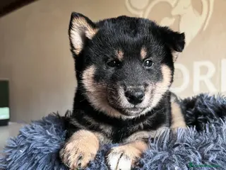 Shiba Inu perros Shiba inu - Anuncio 3