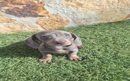 Teckel perros en venta: Teckel Hembra y Macho - Imagen 8