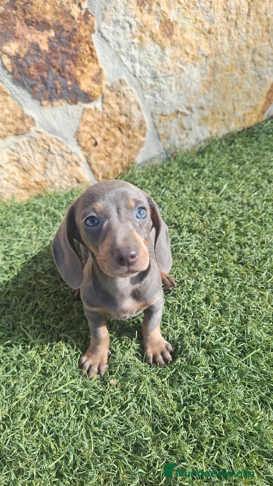 Teckel perros en venta: Teckel Hembra y Macho - Imagen 8