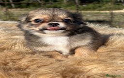 Chihuahua perros en venta: Chihuahua leonado toy  - Imagen 5
