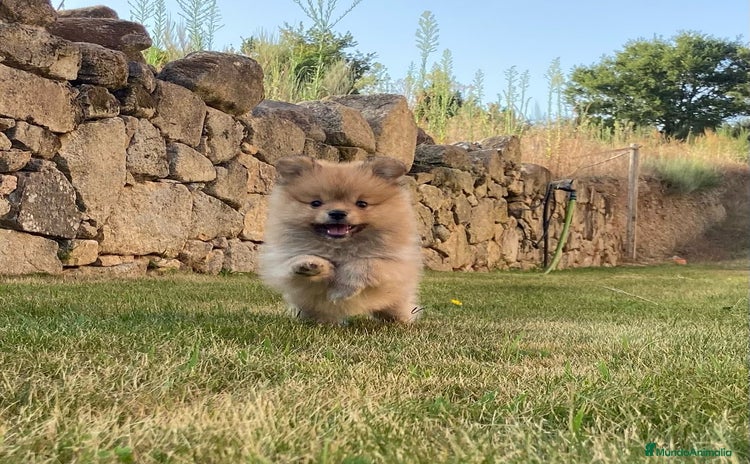 Pomerania perros - Anuncio 1