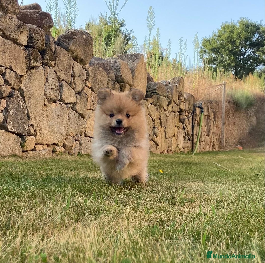 Pomerania perros en venta: Pomerania  - Imagen 1