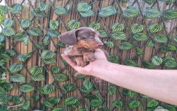 Teckel Miniatura perros en venta: TECKEL KANINCHEN  - Imagen 2