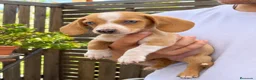 Teckel perros en venta: Cachorritos Teckel muy pequeños  - Anuncio 2