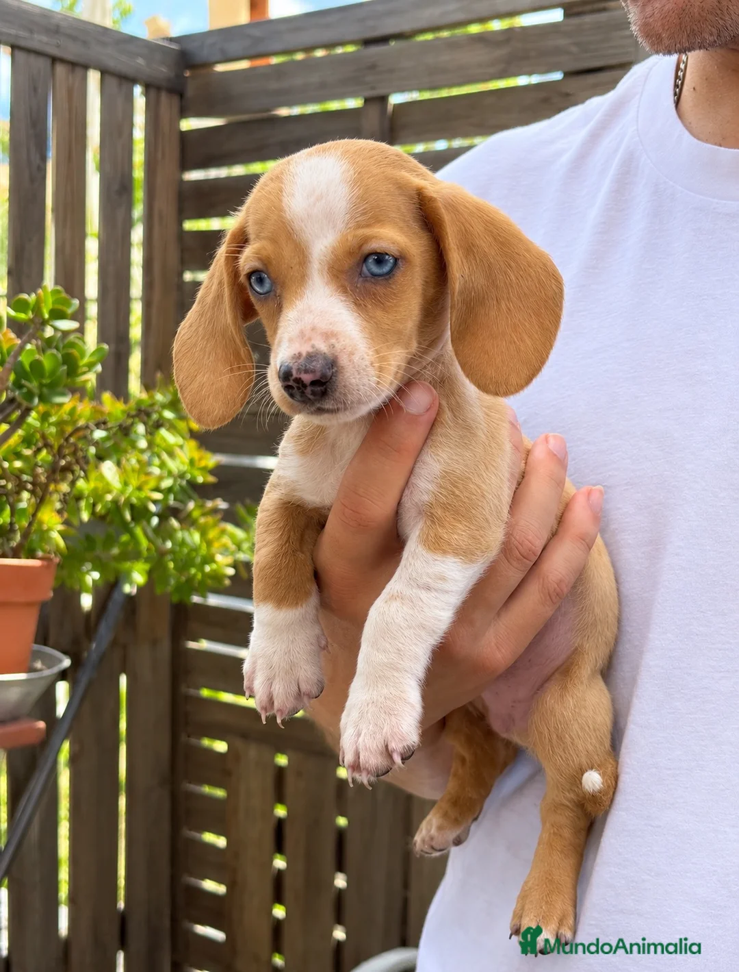 Teckel perros en venta: Cachorritos Teckel muy pequeños  - Anuncio 2
