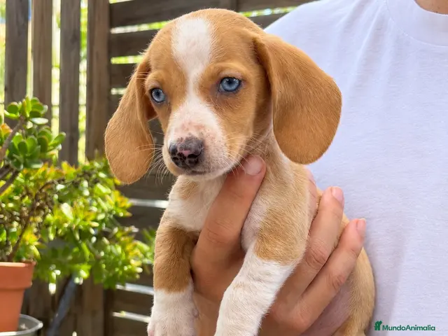 Teckel perros en venta: Cachorritos Teckel muy pequeños - Anuncio 2