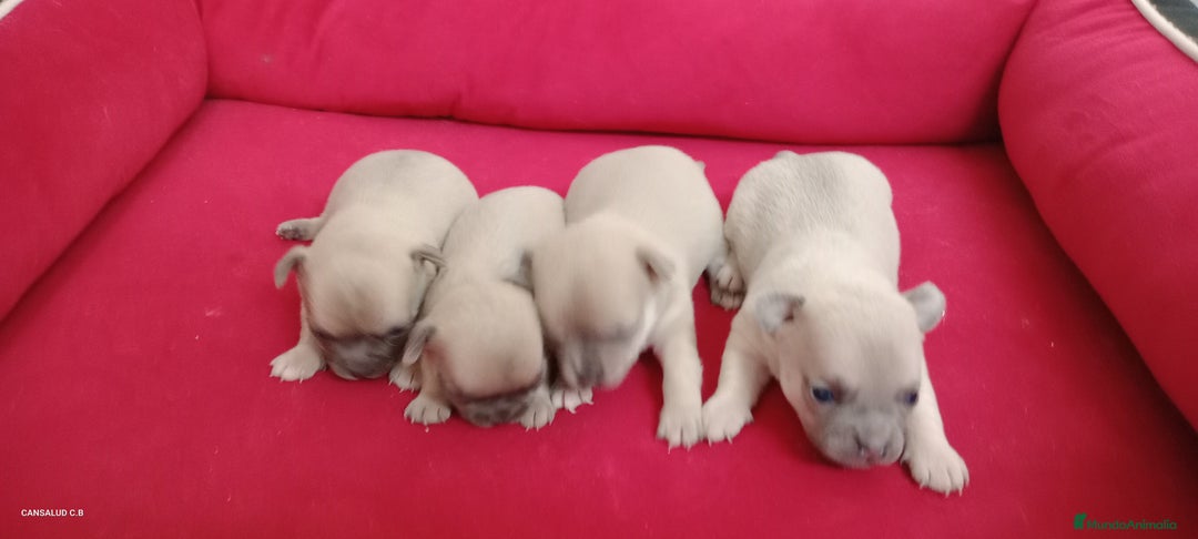 Pomchi perros en venta: Pomchi - Imagen 2