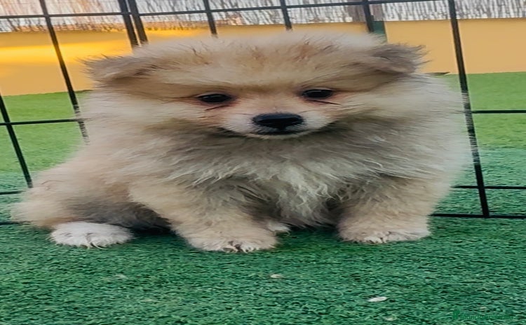 Pomerania perros - Propaganda 6