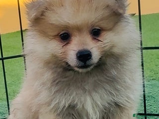 Pomerania perros - Anuncio 34