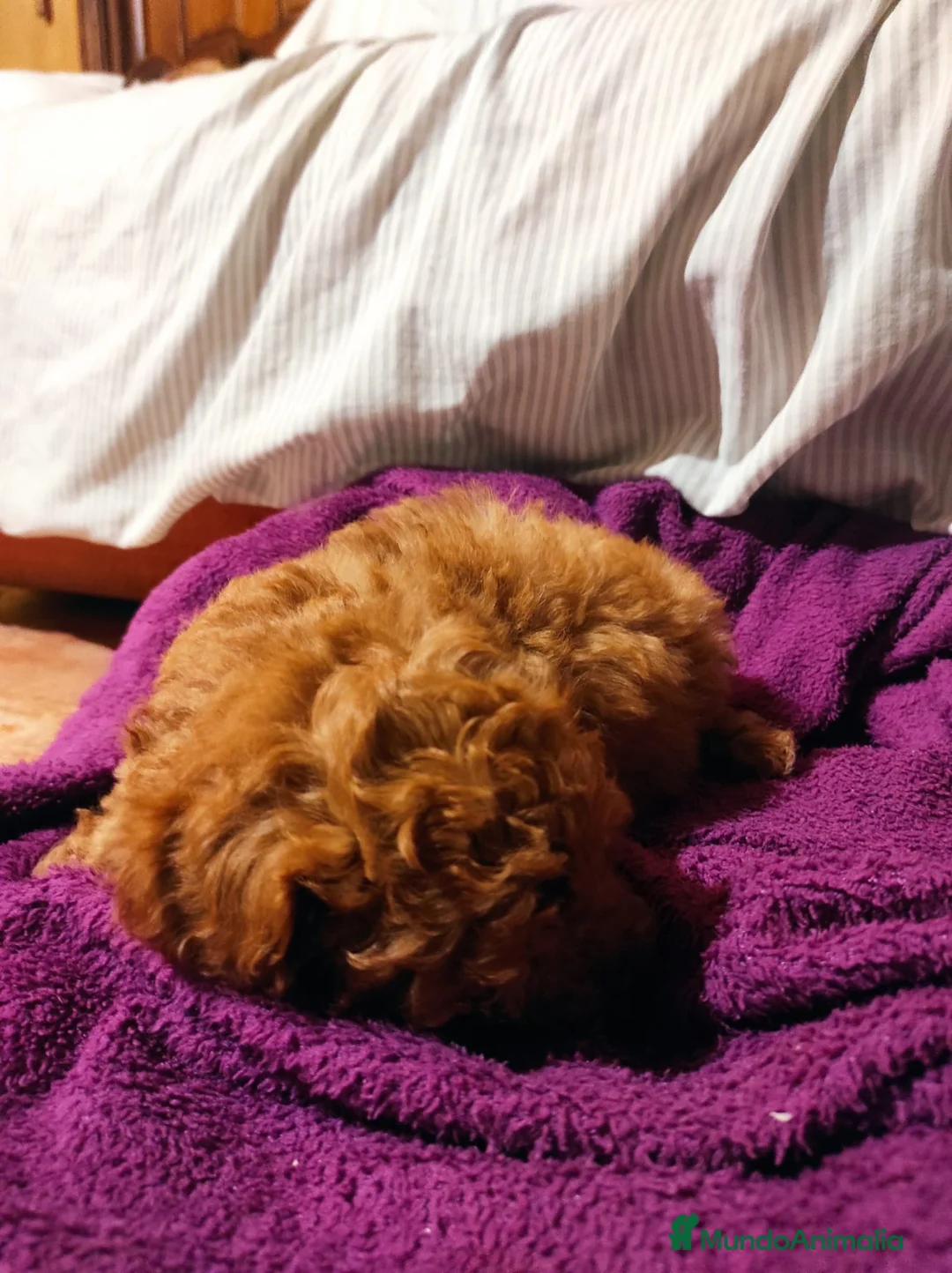 Caniche Mediano perros en venta: Caniche rojo estándar - Anuncio 2