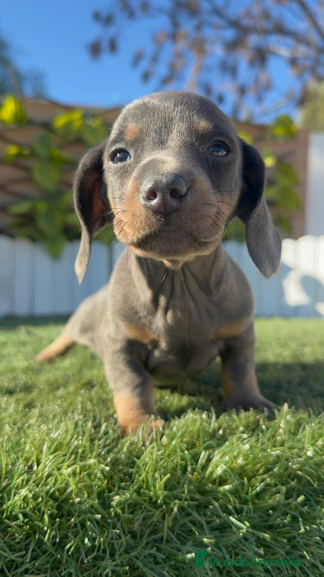 Teckel Miniatura perros en venta: TECKEL MINIATURA BLUE AND TAN - Anuncio 12