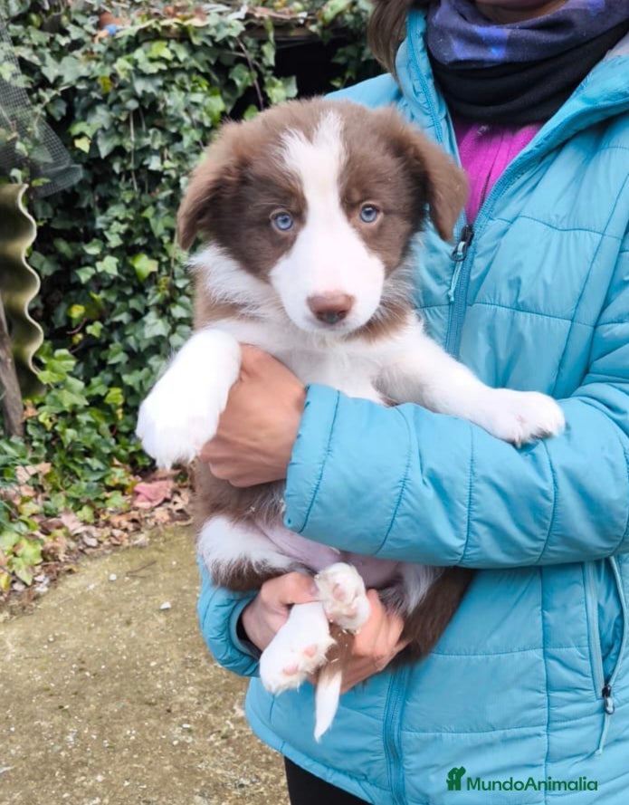 Border Collie perros Cachorros border collie 2 meses. - Anuncio 4