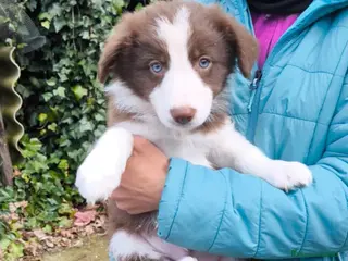Border Collie perros Cachorros border collie 2 meses. - Anuncio 4