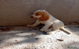 Cocker Spaniel Inglés perros en venta: PRECIOSO COCKER  - Anuncio 2