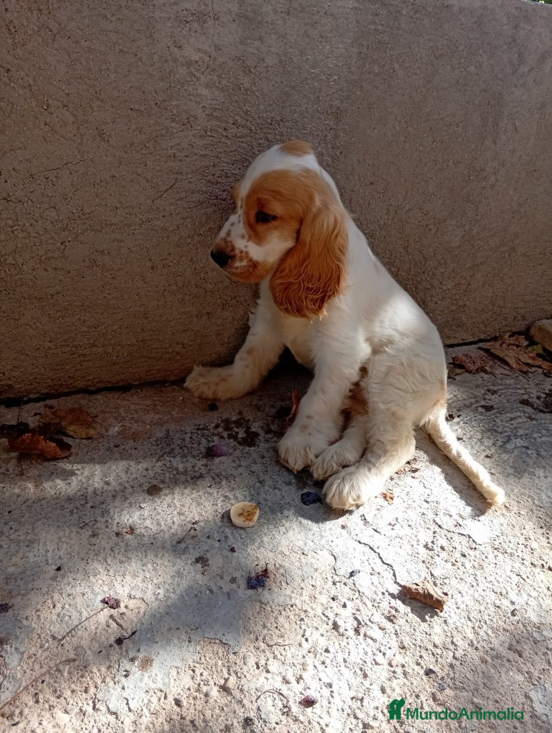 Cocker Spaniel Inglés perros en venta: PRECIOSO COCKER  - Anuncio 2