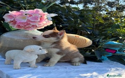 Husky Siberiano perros en venta: Preciosas hembritas de husky - Imagen 6