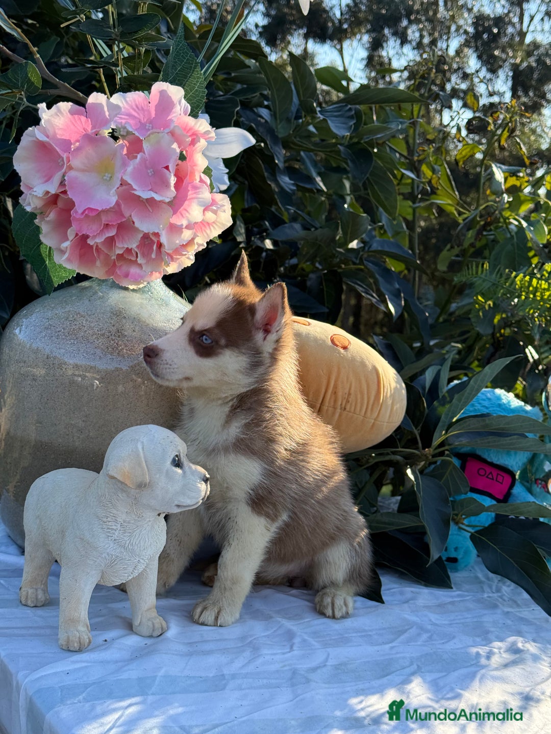 Husky Siberiano perros en venta: Preciosas hembritas de husky - Imagen 6