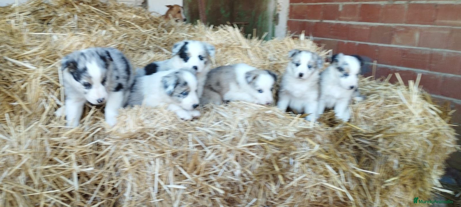 Border Collie perros Bordér collie  - Anuncio 1
